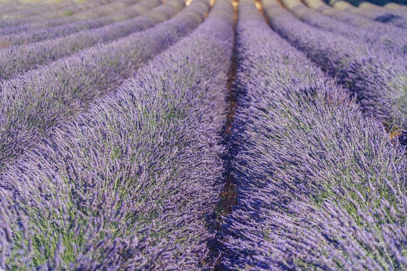 Mystical Garden